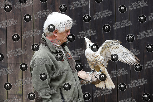 20241014_Falken_Obergranken-Gestohlen_re-029